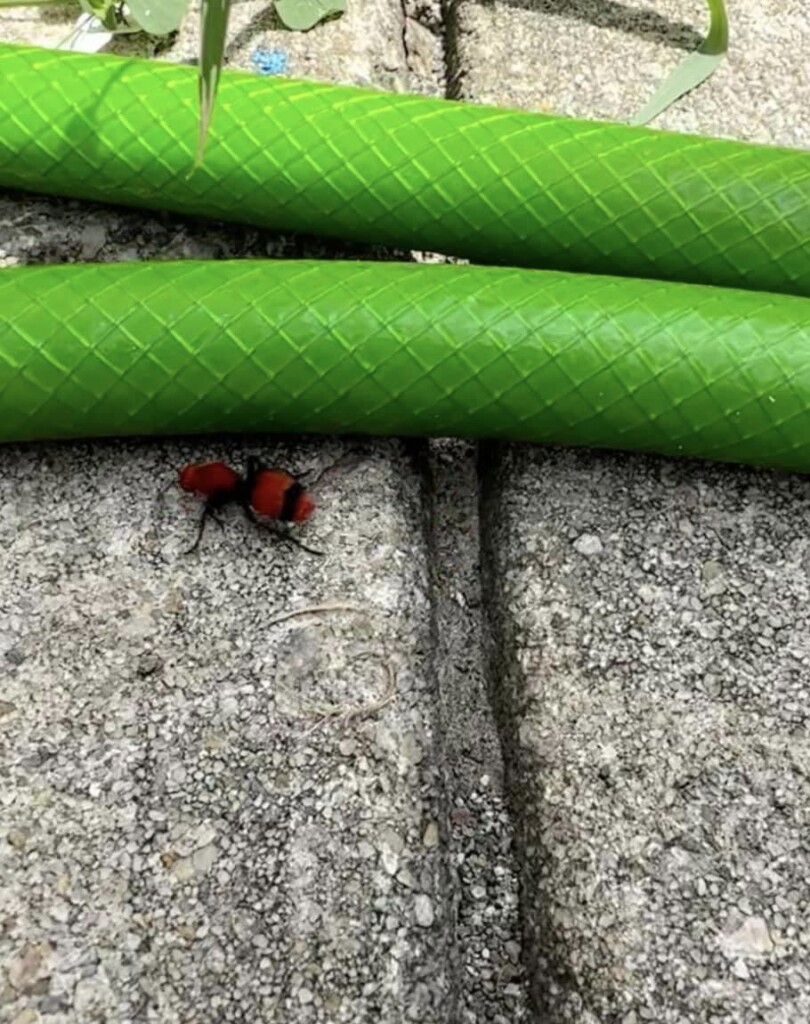 The Velvet Ant: Unveiling the Cow Killer and Its Implications&#8221;