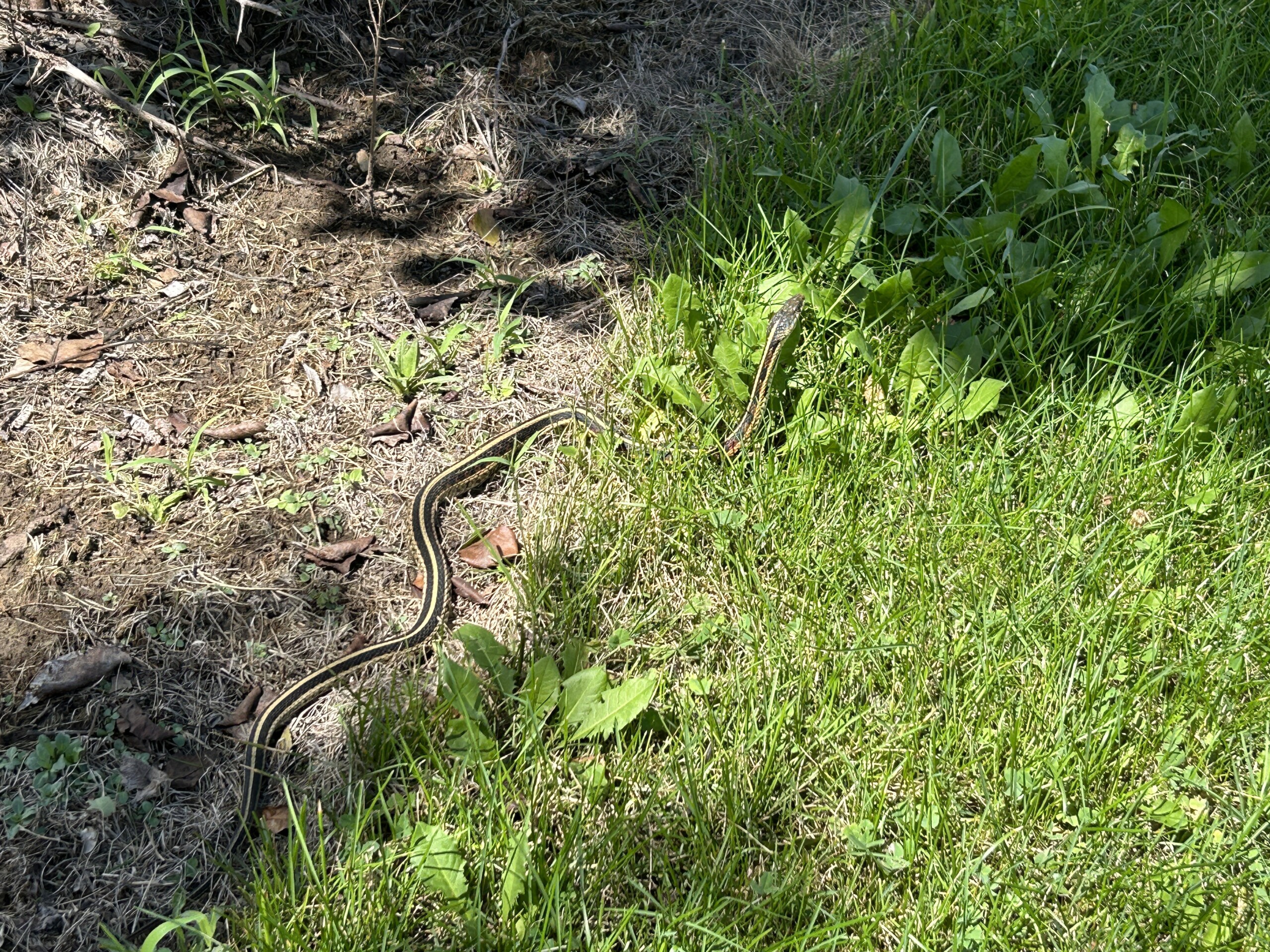 Garter Snakes: Small but Mighty Protectors of the Ecosystem