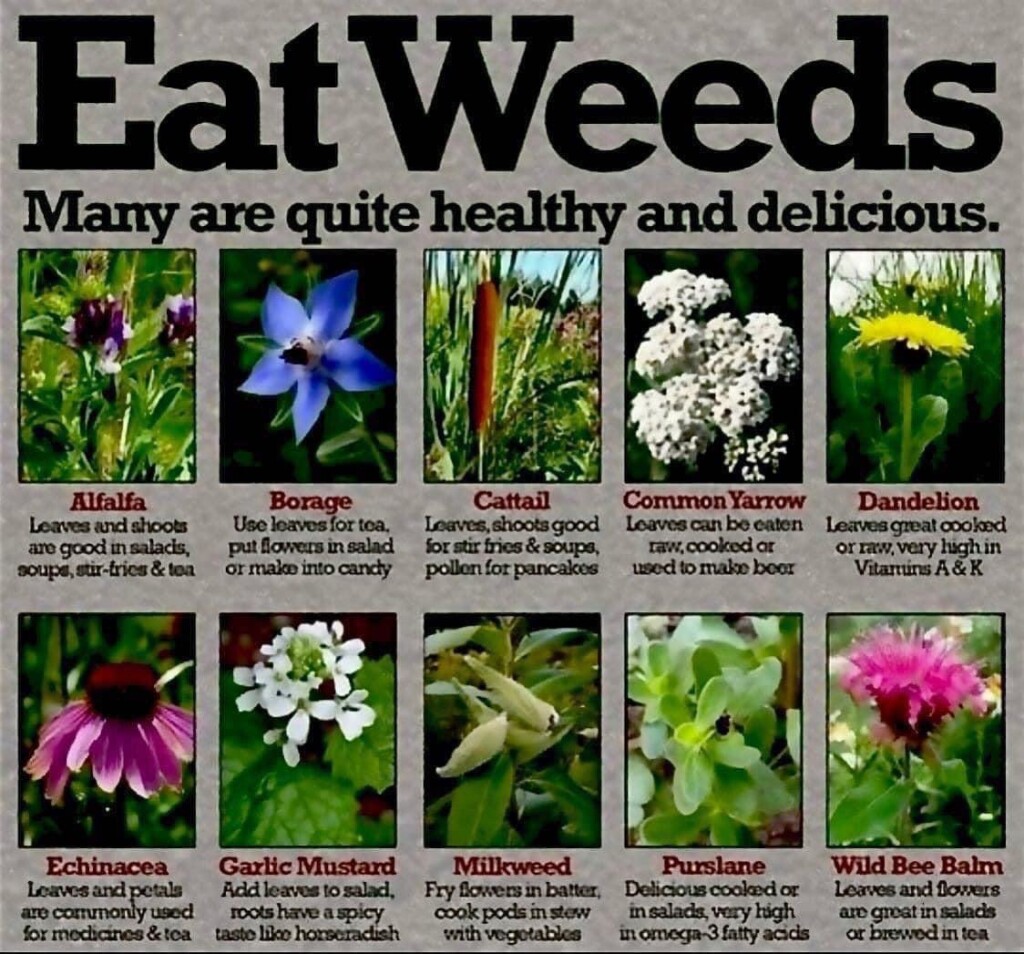 Edible Weeds: Nature&#8217;s Forgotten Superfoods for Survival