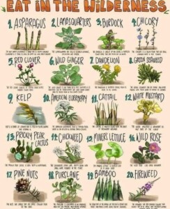 30+ Survival Foods in the Wild: A Comprehensive Guide to Nature&#8217;s Pantry