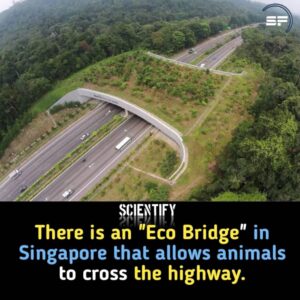 Connecting Nature: The Eco Bridge of Singapore