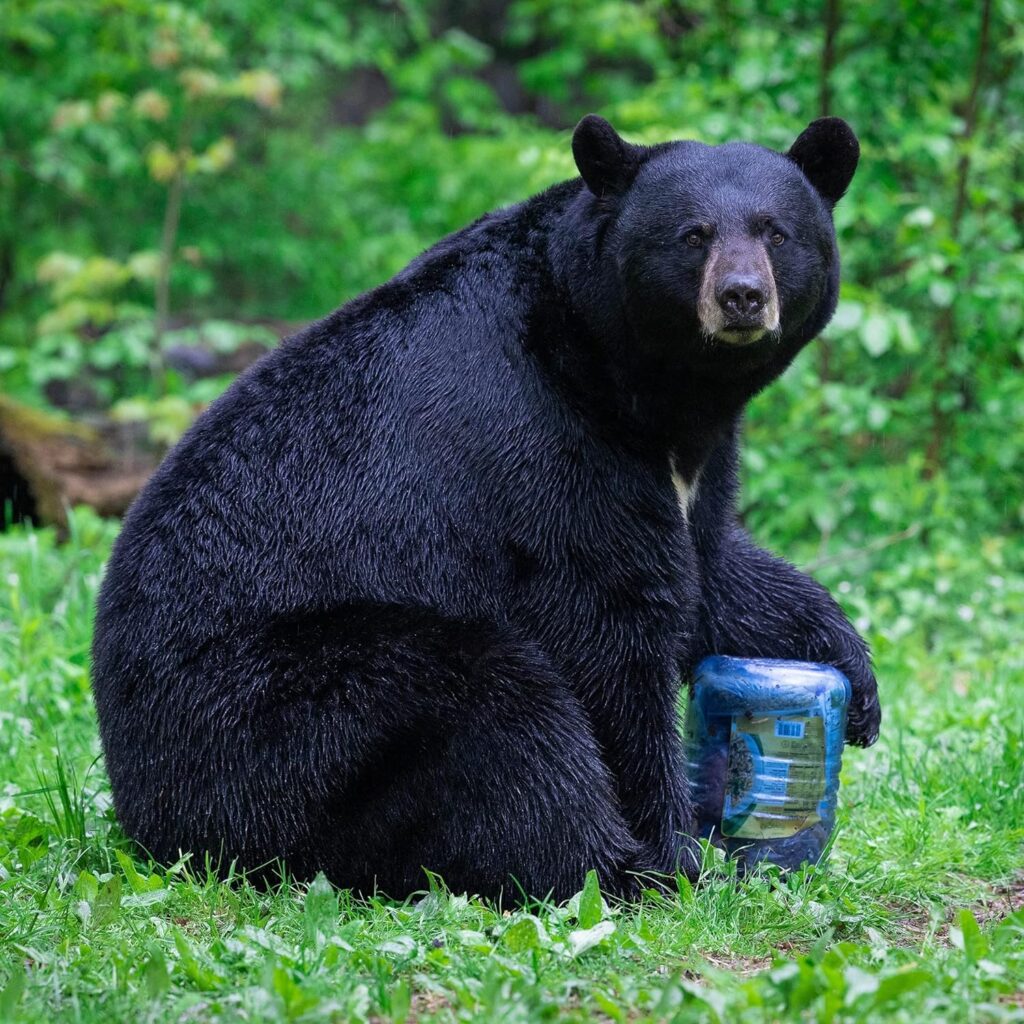 How to Safely Store Food in Bear Country While Camping