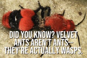 Understanding the Velvet Ant and Its Misunderstood Reputation