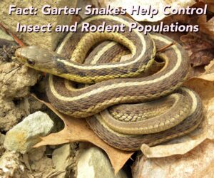 Garter Snakes: Small but Mighty Protectors of the Ecosystem